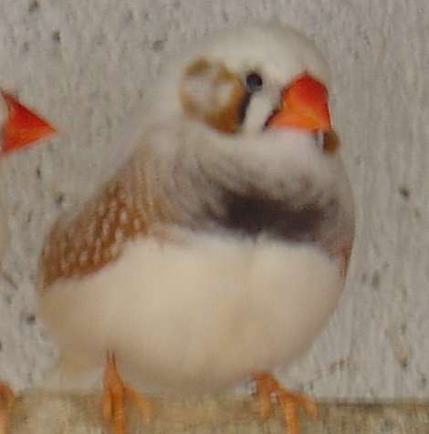 mÃ¢le mandarins Isabelle 19 09.jpg