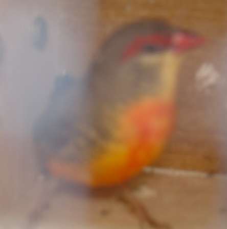 mÃ¢le bengalis 19 09 04.jpg