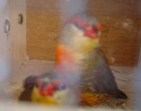 mÃ¢les bengalis 19 09.jpg