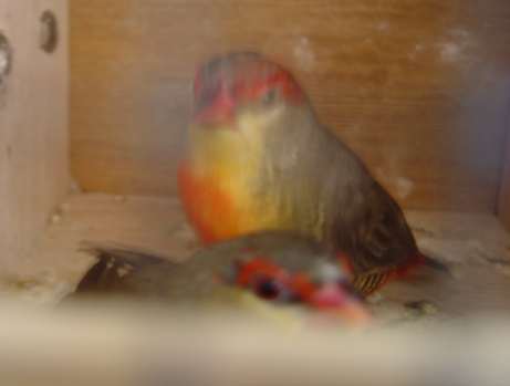 mÃ¢les bengalis vtre orange 19 09.jpg