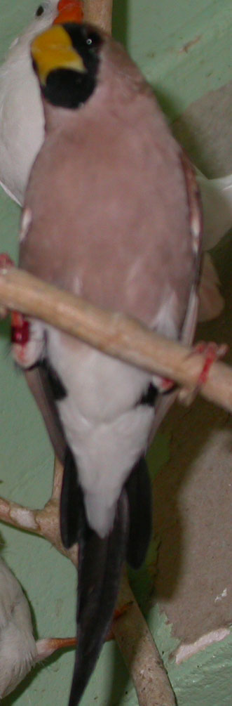 Diamant masquÃ© M.jpg