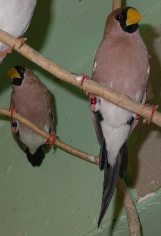 Couple Diamant masquÃ©.jpg