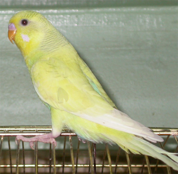 Ondulees pie jaune 02.jpg