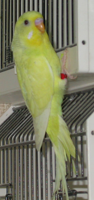 Ondulees pie jaune 01.jpg