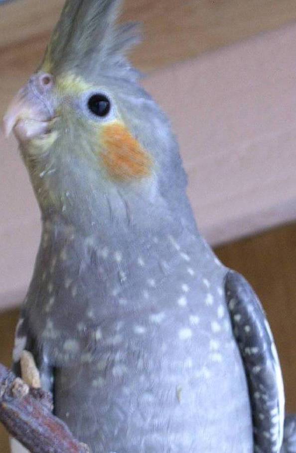 5 bÃ©bÃ© calops sept 2004.jpg