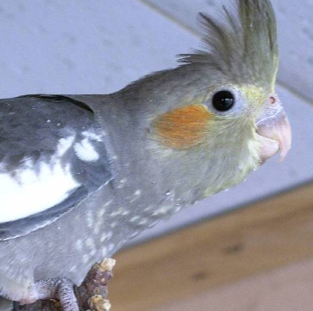 3 bÃ©bÃ© calops sept 2004.jpg