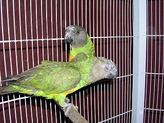 les perroquets 025.jpg