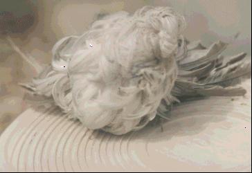 FEATHER DUSTER 2.JPG