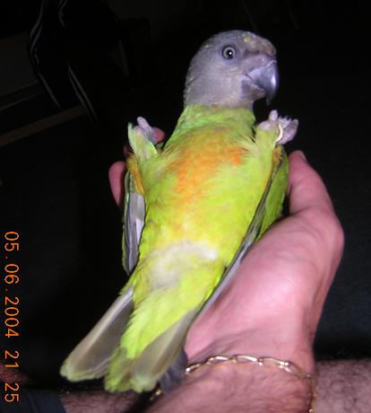 thanos sur le dos2.JPG