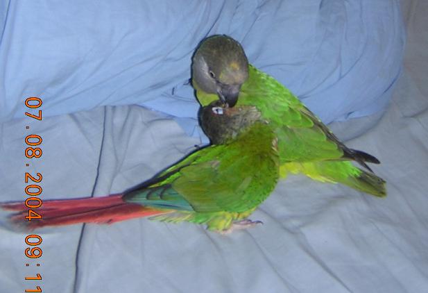 pepete et thanos calin matin sur lit.JPG