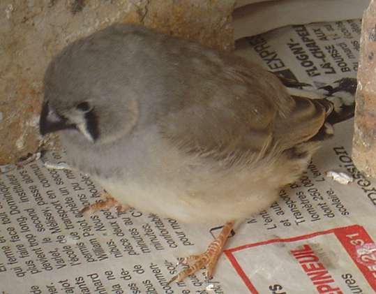 bb gris mand 21 09.jpg