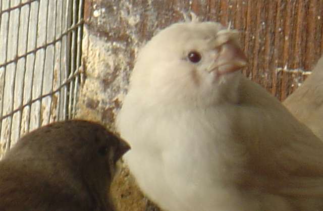 bb blanc masquÃ© hupÃ© 21 09.jpg