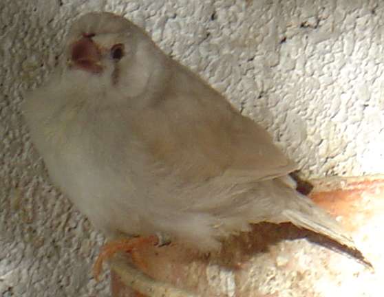 bb masquÃ© blc 21 09.jpg