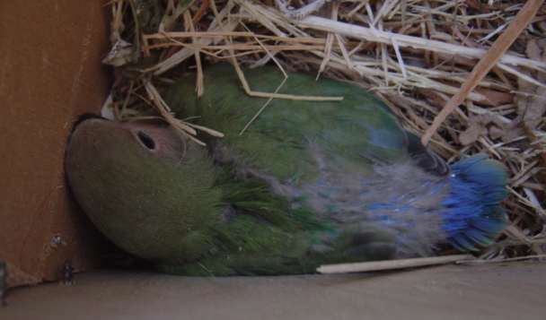 bb roseicollis vert 21 09 04.jpg