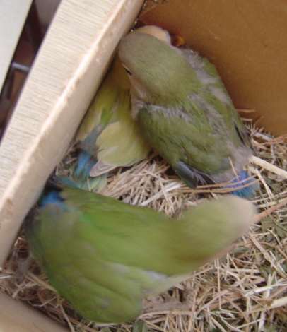 trio bb roseico 21 09 04.jpg