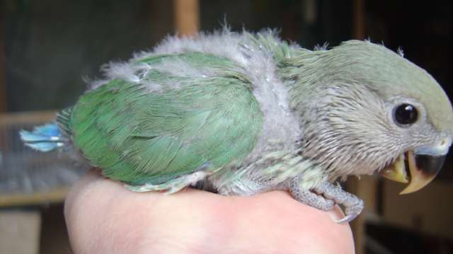 jeune roseico 22 09 04.jpg