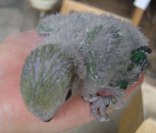 dernier roseicollis 22 09 04.jpg