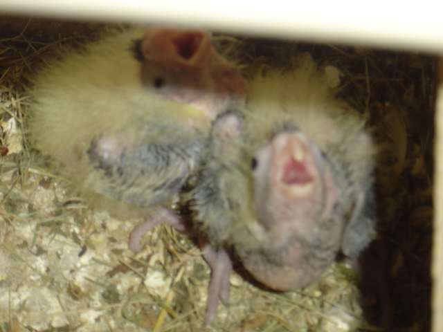 jeune callopsite panachÃ© 22 09 04.jpg