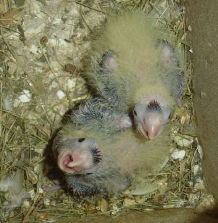 jeune calllos panachÃ© 22 09 04.jpg