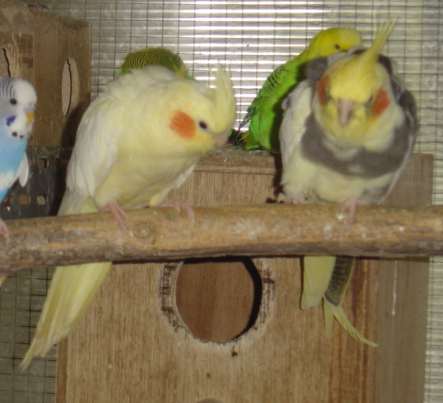 cple calo panachÃ© lutino 22 09 04.jpg