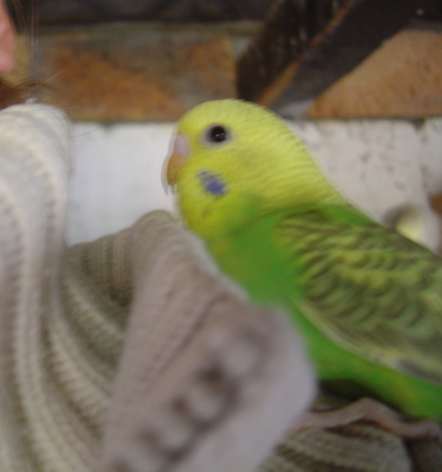 jeune ondulÃ©e jaune 22 09 04.jpg