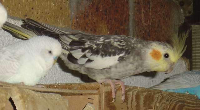 premier bb calo 22 09 04.jpg