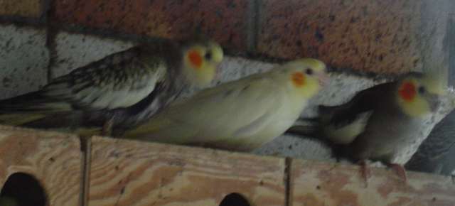 jeune callo demande mangÃ© 22 09.jpg