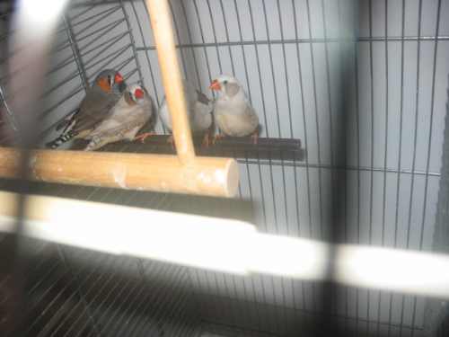 mandarins joues grises ou masquÃ©s bruns 001.jpg