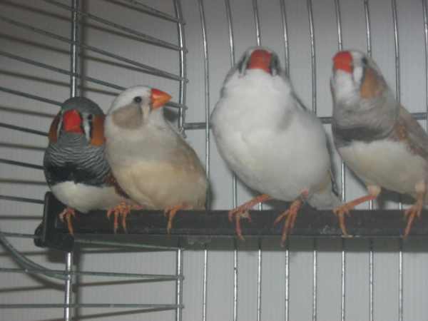 mandarins joues grises ou masquÃ©s bruns 010.jpg