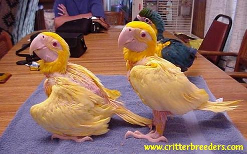 lutino_20macaws2.jpg