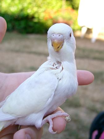 Menzy bÃ©bÃ©.JPG