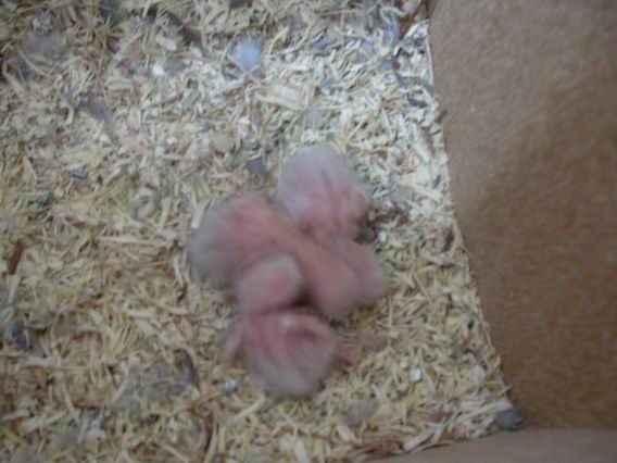 Resize of 2004-09-03_0009.JPG