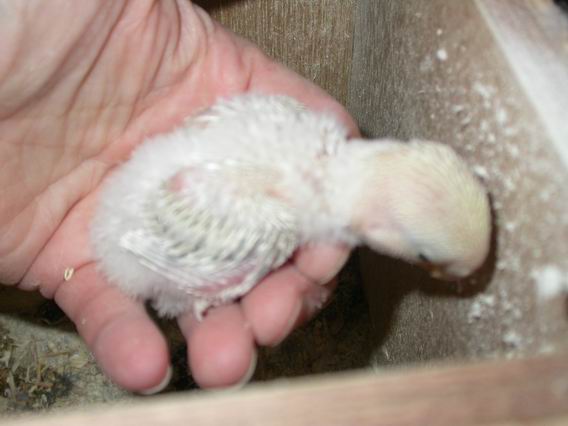 Resize of 2004-09-20_0005.JPG