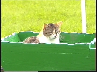 Dans la brouette.jpg