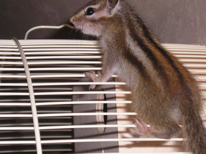 Tamia 2 mois (4).JPG