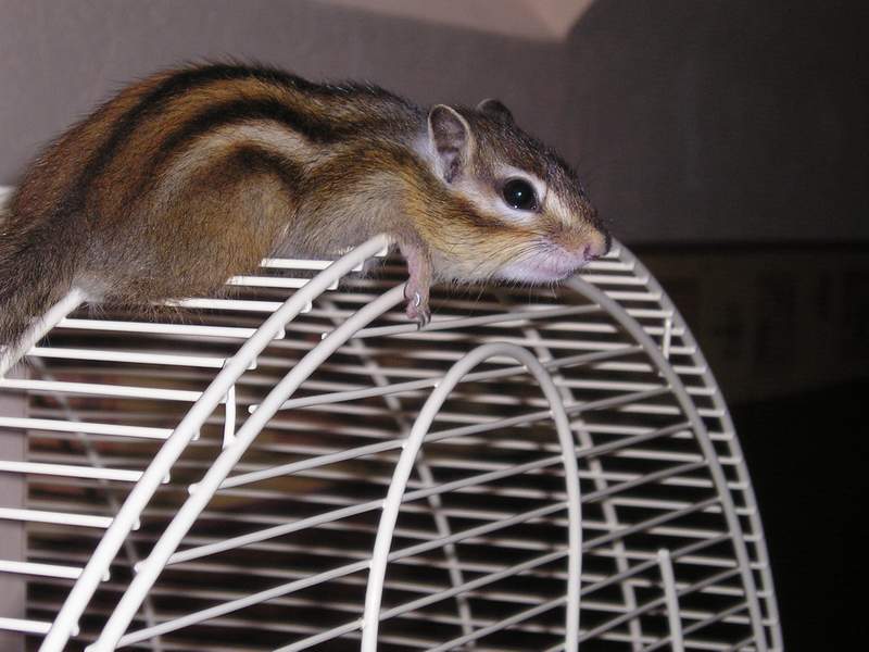 Tamia sieste (3).JPG