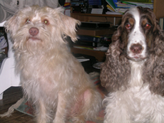 Photos numÃ©riques 287 copie.jpg