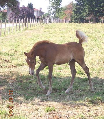poulain avec nouveaux poneys superbe_temp.JPG
