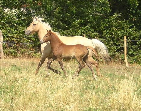 cheval et poulain avec nouveaux poneys trot_temp.JPG
