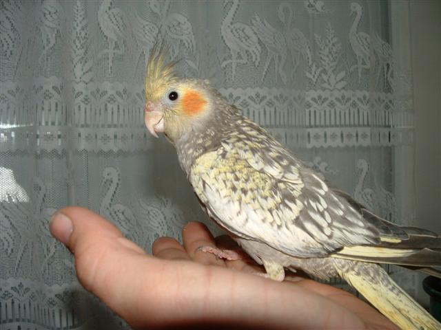 DSCF0010 (Small).JPG