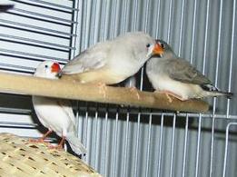 famille mandarin.JPG