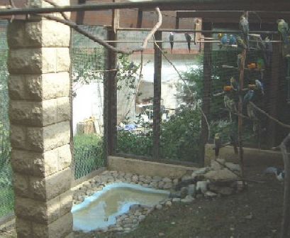 perruches moineaux aout 2004 011.jpg