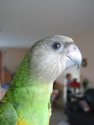 yodadroite - copie.JPG