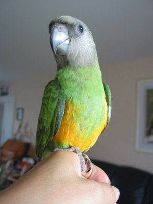 yodaarrivee - copie.JPG