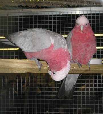 expo vincennes 013 - copie.JPG