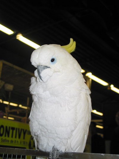 cacatoÃ¨s expo vincennes - copie.JPG