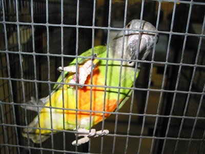 youyou champion de fran - copie.JPG