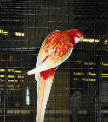 expo vincennes 017 - copie.JPG