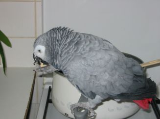 lorita sur sa casserole.jpg