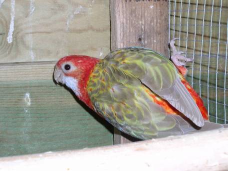 femelle omnicolore cinnamon 3.jpg